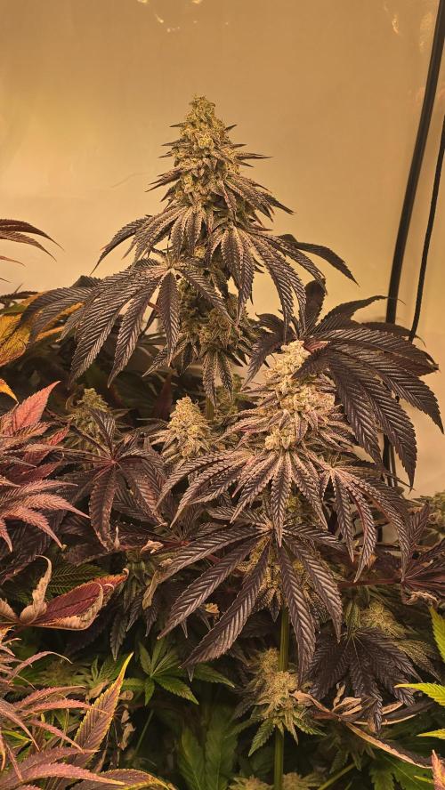 F.U.H. Week 15
