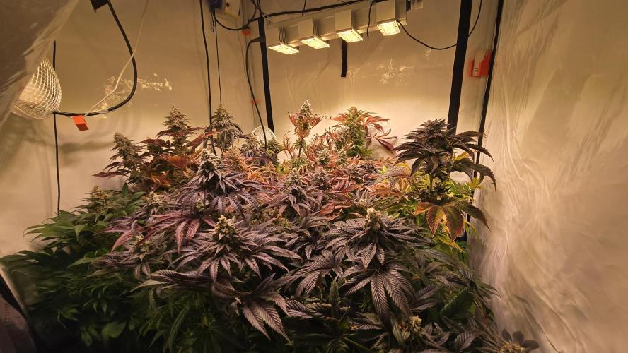 Fruit Cake. Week 15