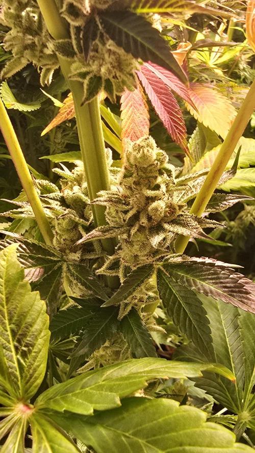 Fruit Cake. Week 15