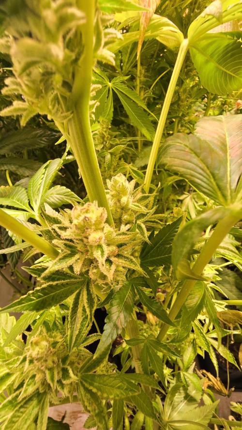 Fruit Cake. Week 15