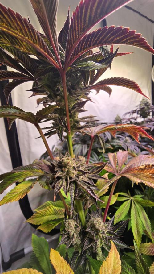 Fruit Cake. Week 15