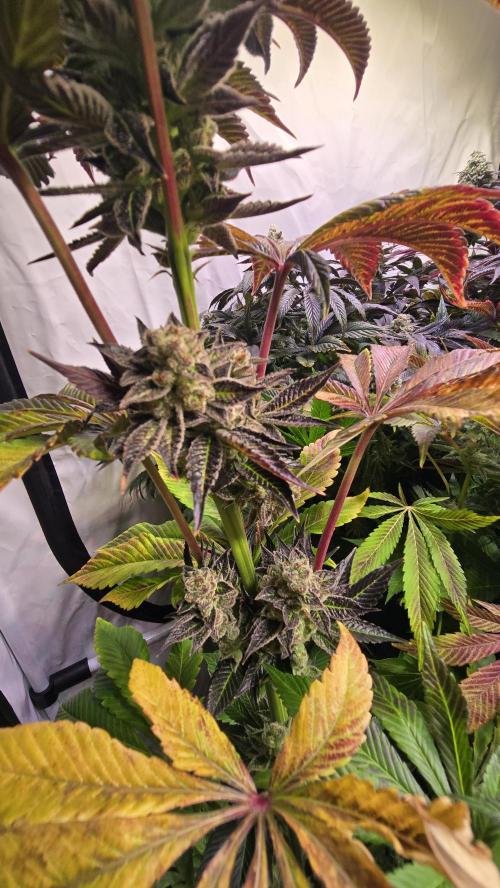 Fruit Cake. Week 15