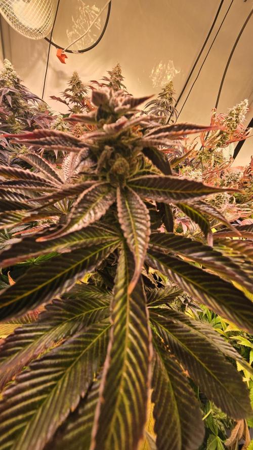 Fruit Cake. Week 15