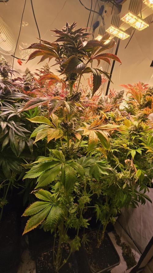 Fruit Cake. Week 15