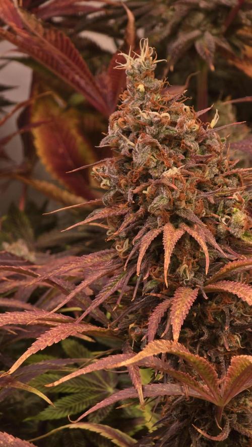 Cali Crasher. Week 15