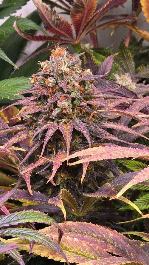 Cali Crasher. Week 15