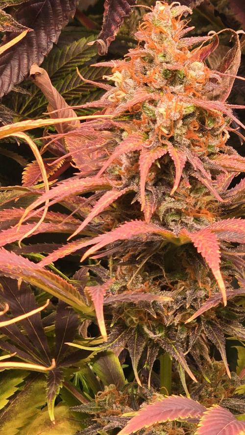 Cali Crasher. Week 15