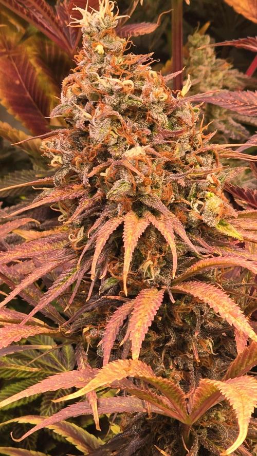 Cali Crasher. Week 15