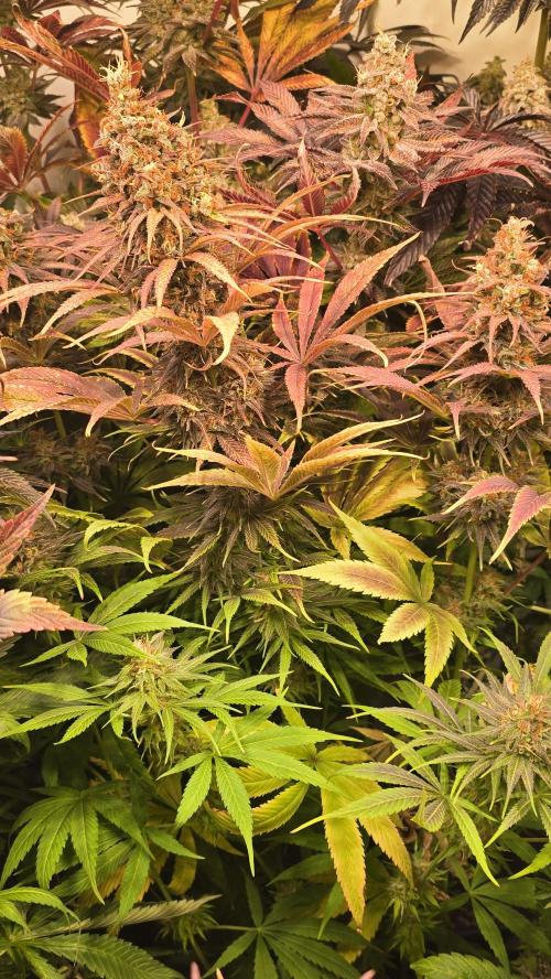 Cali Crasher. Week 15