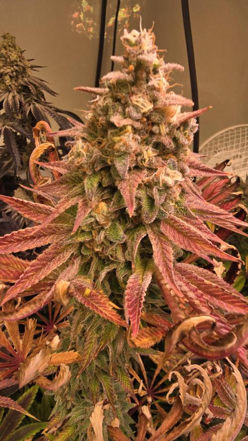 Zkittlez. Week 15