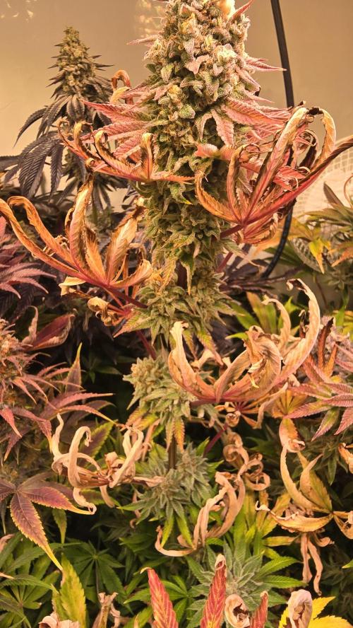 Zkittlez. Week 15