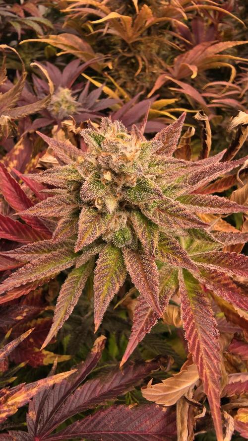 Zkittlez. Week 15