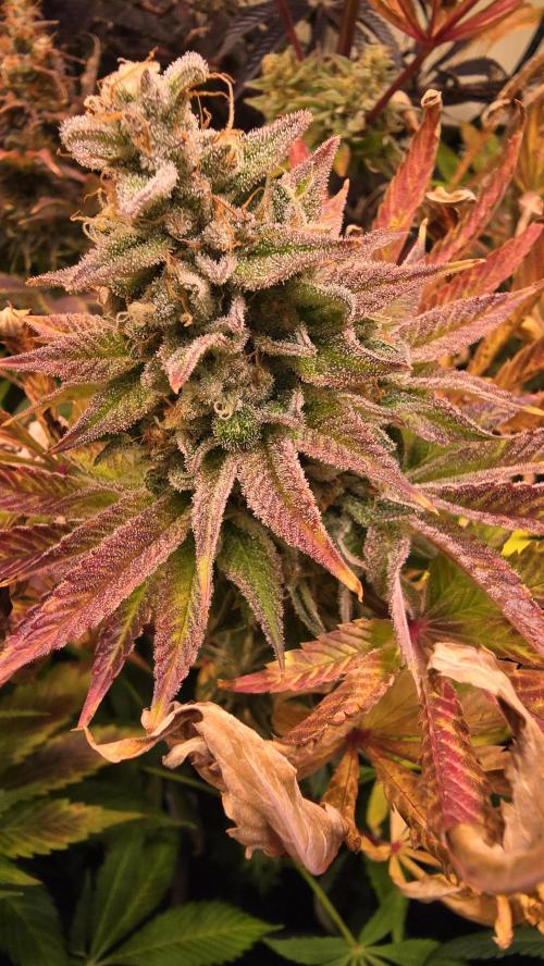 Zkittlez. Week 15