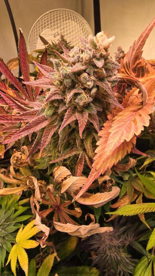 Zkittlez. Week 15