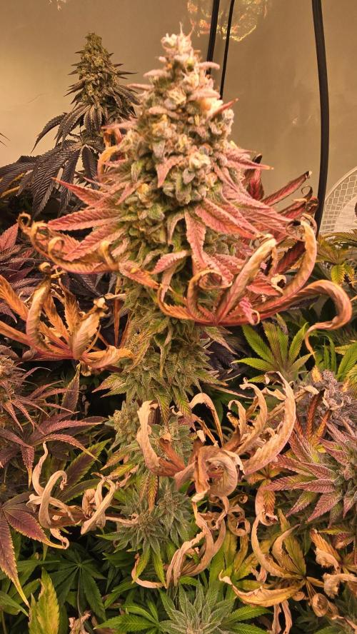 Zkittlez. Week 15
