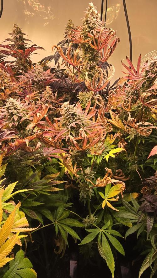 Zkittlez. Week 15