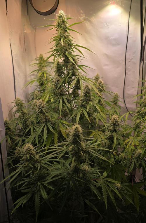 Violett Face Auto. Week 8