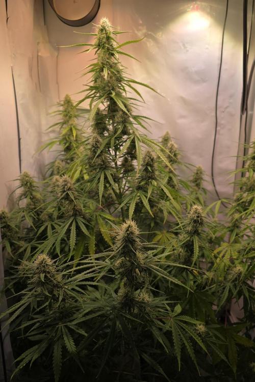 Violett Face Auto. Week 8