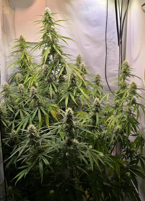 Violett Face Auto. Week 8