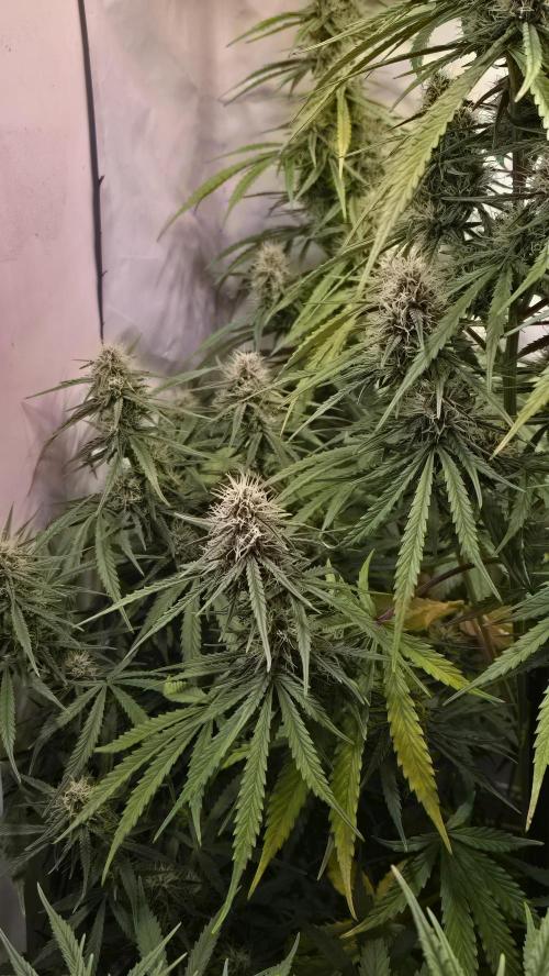 Violett Face Auto. Week 8