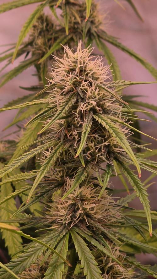 Violett Face Auto. Week 8