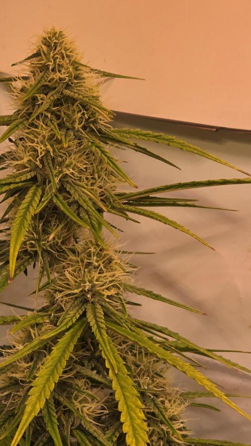 Violett Face Auto. Week 8