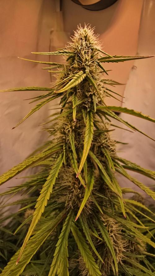 Violett Face Auto. Week 8