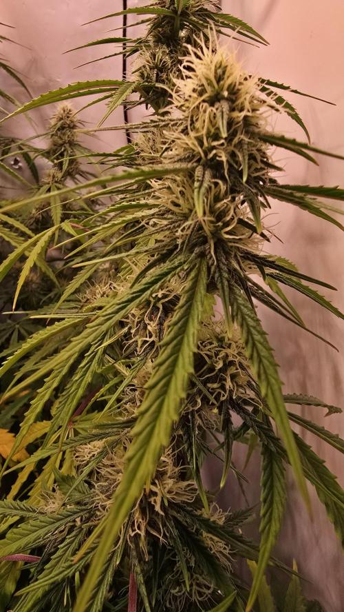 Violett Face Auto. Week 8