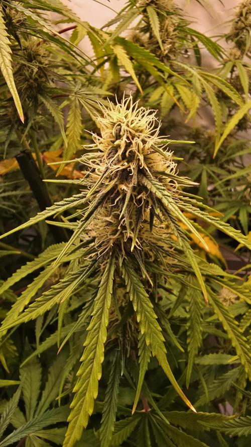 Violett Face Auto. Week 8