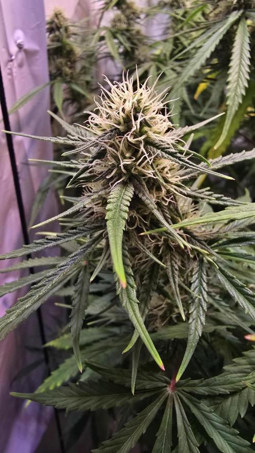 Violett Face Auto. Week 8