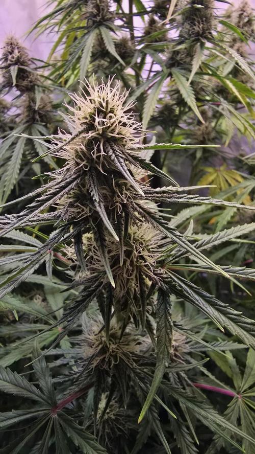 Violett Face Auto. Week 8
