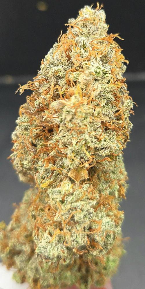 AutoflowerWorldCupBeingThereIsEverything. Week 15