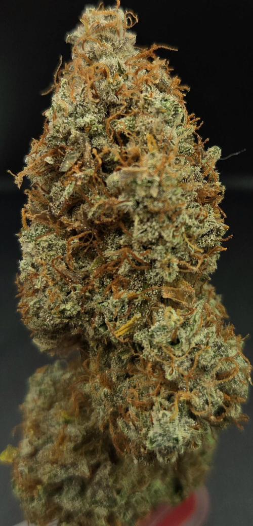 AutoflowerWorldCupBeingThereIsEverything. Week 15
