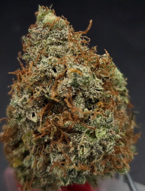 AutoflowerWorldCupBeingThereIsEverything. Week 15