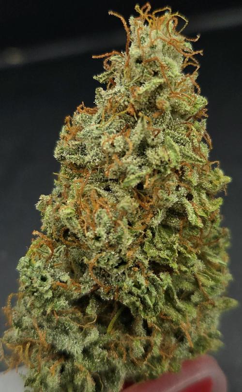 AutoflowerWorldCupBeingThereIsEverything. Week 15