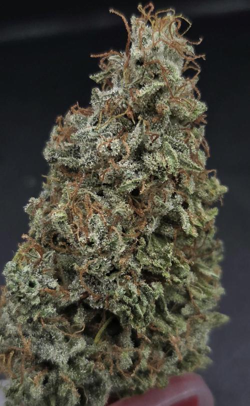 AutoflowerWorldCupBeingThereIsEverything. Week 15