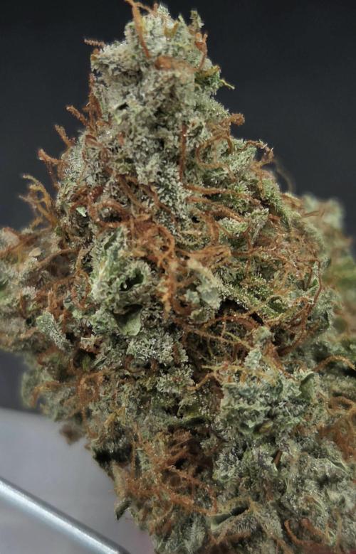 AutoflowerWorldCupBeingThereIsEverything. Week 15