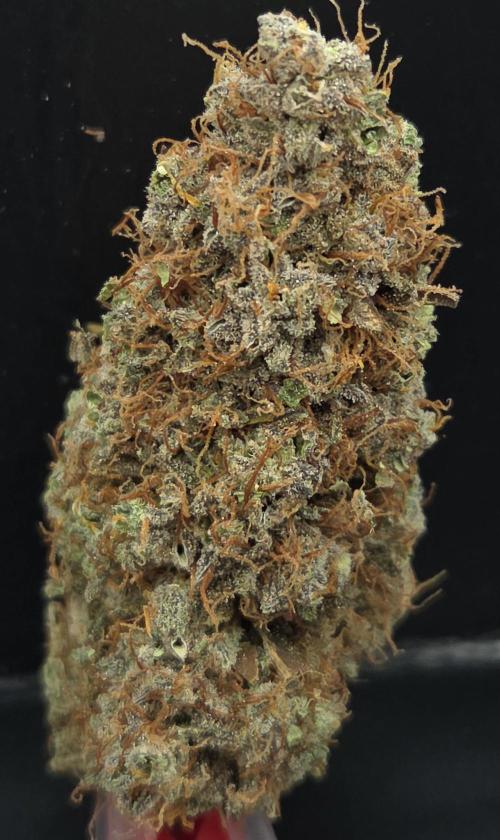 AutoflowerWorldCupBeingThereIsEverything. Week 15