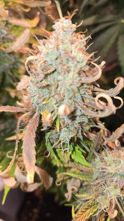 AutoflowerWorldCupBeingThereIsEverything. Week 15