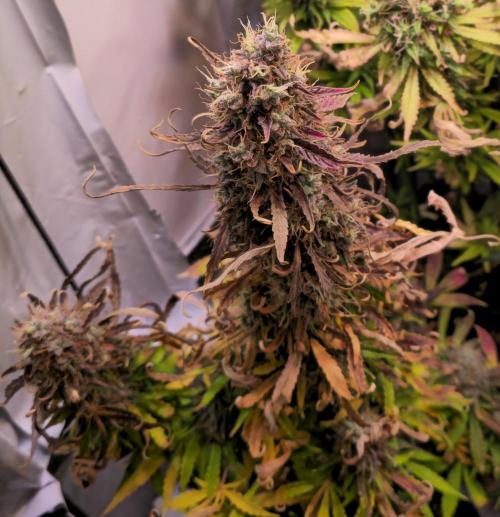 AutoflowerWorldCupBeingThereIsEverything. Week 15