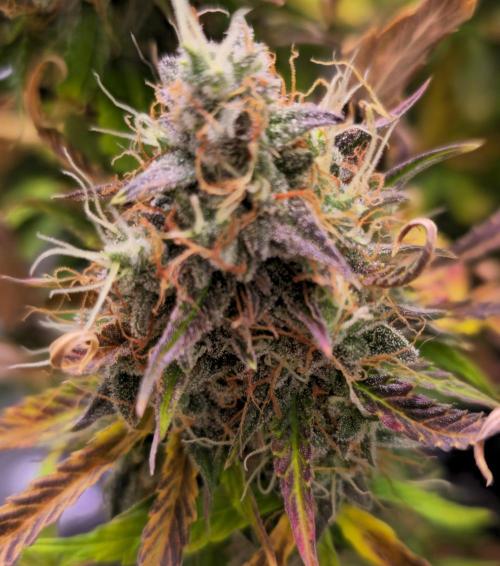 AutoflowerWorldCupBeingThereIsEverything. Week 15