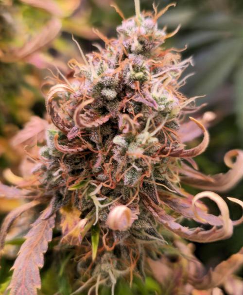 AutoflowerWorldCupBeingThereIsEverything. Week 15