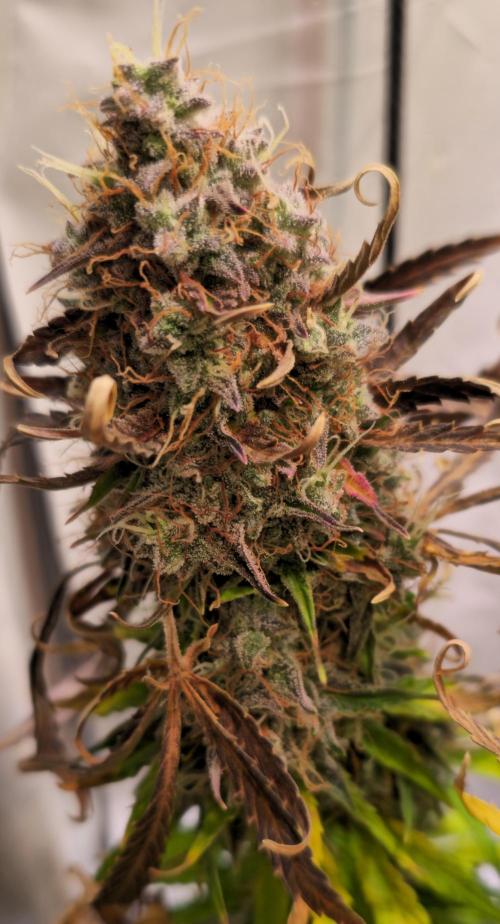 AutoflowerWorldCupBeingThereIsEverything. Week 15