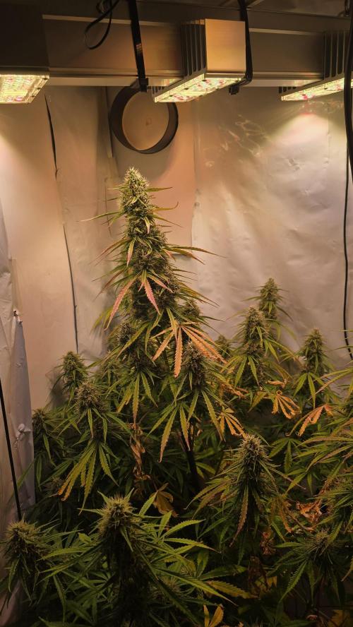 Violett Face Auto. Week 9