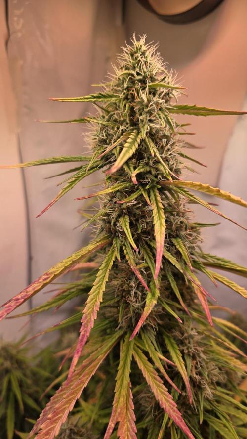 Violett Face Auto. Week 9