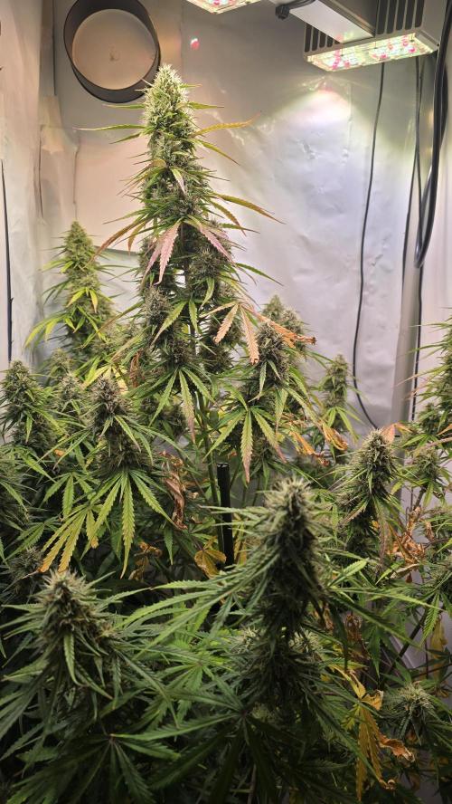 Violett Face Auto. Week 9
