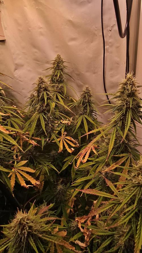Violett Face Auto. Week 9