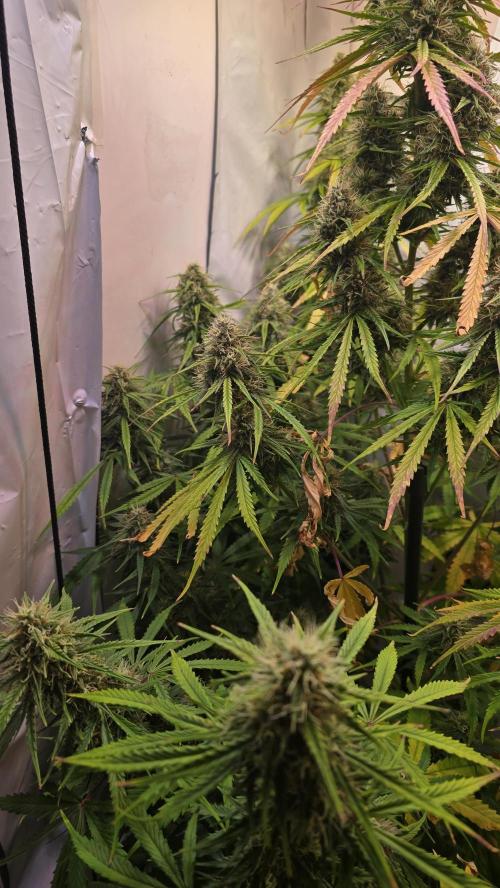 Violett Face Auto. Week 9