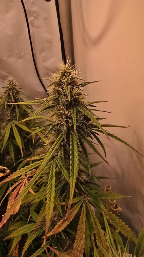 Violett Face Auto. Week 9