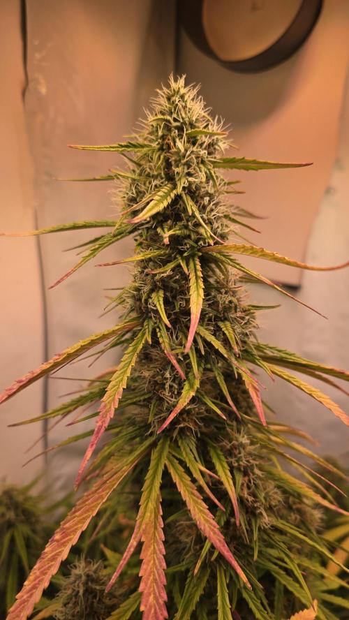 Violett Face Auto. Week 9